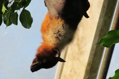 Ryukyu Flying-fox