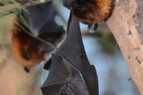 Variable Flying-fox