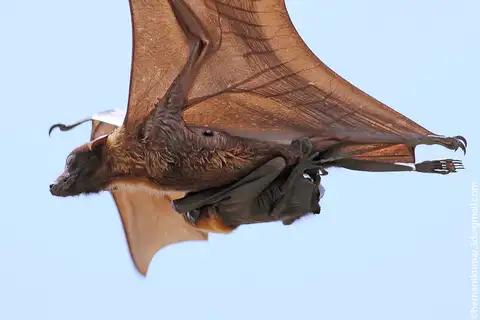 Indian Flying Fox