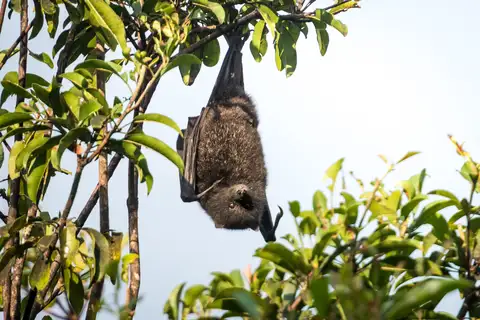 Black-eared Flying-fox