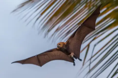 Mauritius Flying-fox