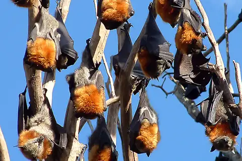 Grey-headed Flying-fox