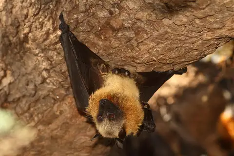 Madagascan Flying-fox