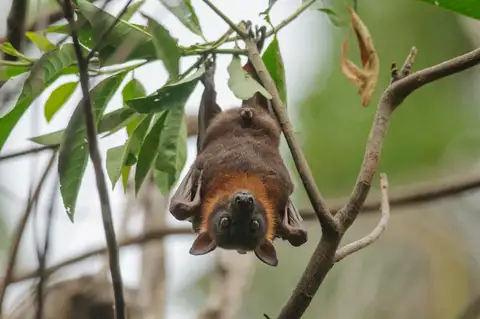 Little Red Flying-fox