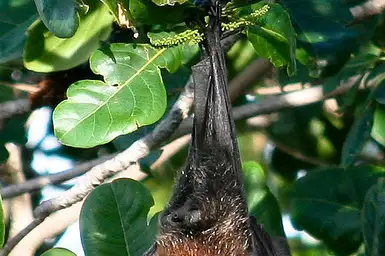 Seychelles Flying-fox