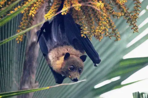 Pacific Flying-fox