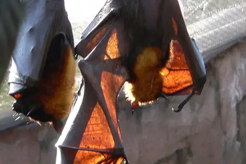 Large Flying-fox