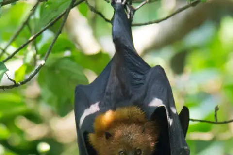 Pemba Flying-fox
