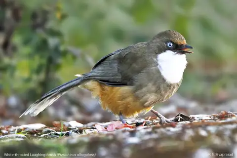 White-throated Laughingthrush