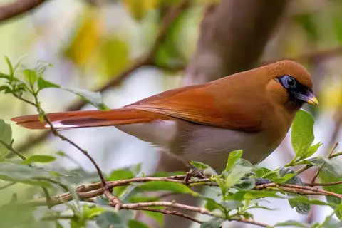 Buffy Laughingthrush