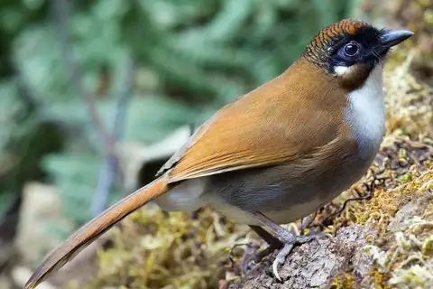 Grey-sided Laughingthrush