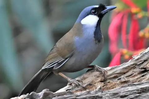 Black-throated Laughingthrush
