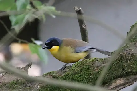 Blue-crowned Laughingthrush