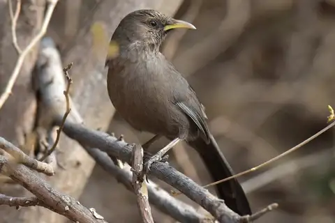 Plain Laughingthrush