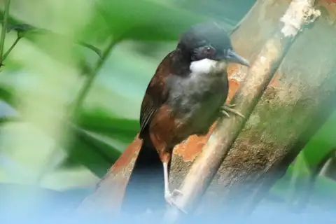 Wayanad Laughingthrush