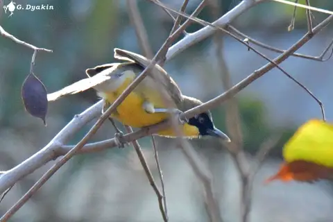 Yellow-throated Laughingthrush