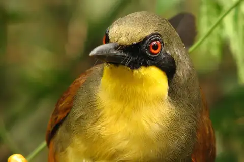 Rufous-vented Laughingthrush