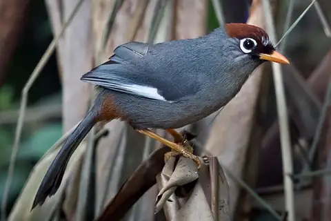 Chestnut-capped Laughingthrush