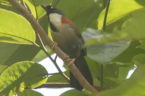 Chestnut-backed Laughingthrush