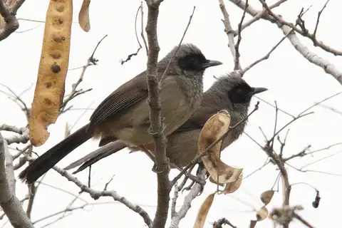 Masked Laughingthrush
