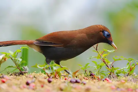 Rusty Laughingthrush