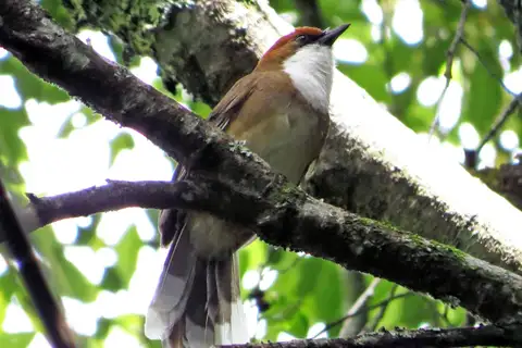 Rufous-crowned Laughingthrush
