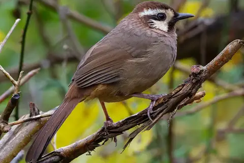 White-browed Laughingthrush