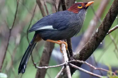 Chestnut-hooded Laughingthrush