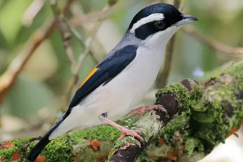 White-browed Shrike-babbler