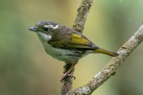 Pied Shrike-babbler