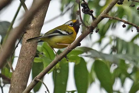 Clicking Shrike-babbler
