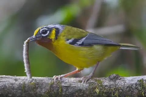 Black-eared Shrike-babbler