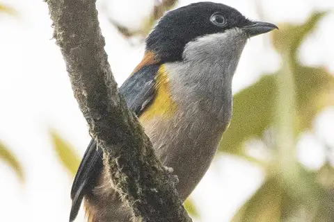 Black-headed Shrike-babbler