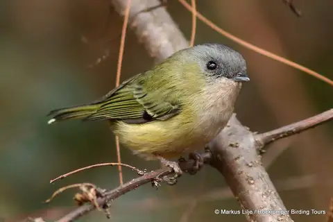 Green Shrike-babbler