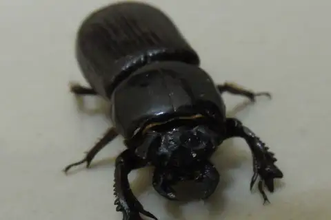 Ptichopus angulatus