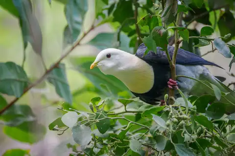 Black-banded Fruit Dove