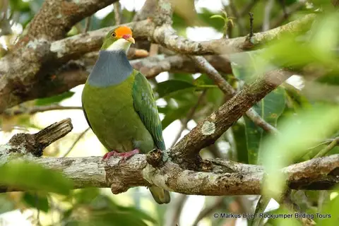 Orange-fronted Fruit Dove