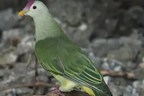 Makatea Fruit Dove