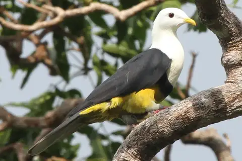 Banded Fruit Dove