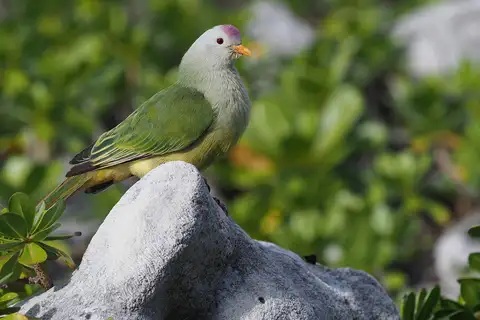 Atoll Fruit Dove