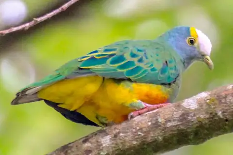 Coroneted Fruit Dove