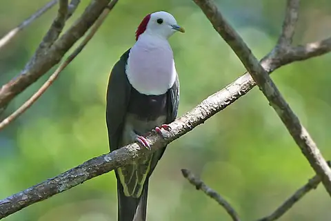 Red-naped Fruit Dove
