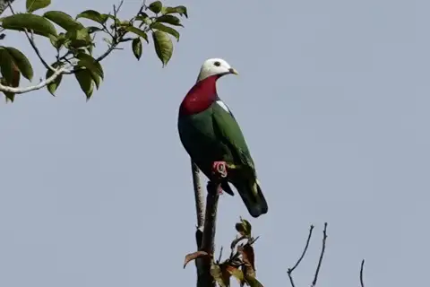 White-headed Fruit Dove