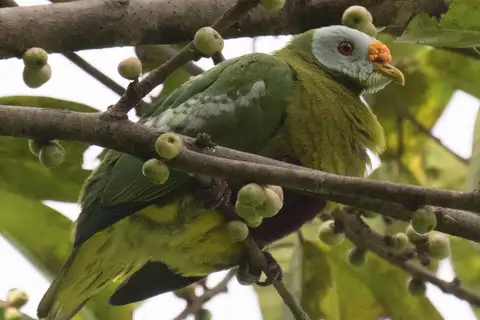 Carunculated Fruit Dove
