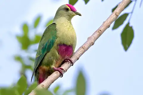 Red-bellied Fruit Dove