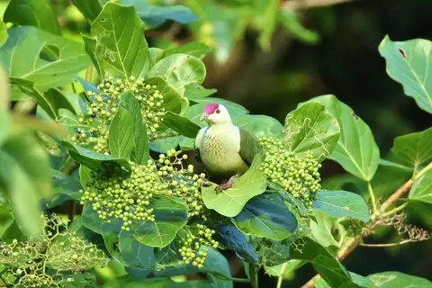 Kosrae Fruit Dove