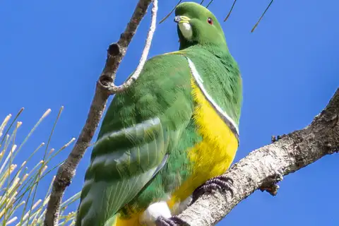 Cloven-feathered Dove