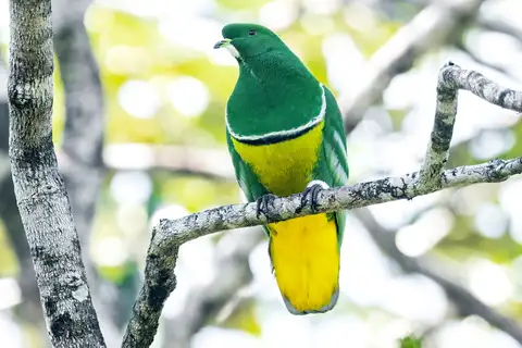 Cloven-feathered Dove
