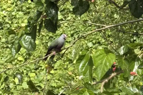 Rapa Fruit Dove