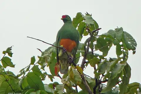 Knob-billed Fruit Dove